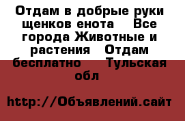 Отдам в добрые руки щенков енота. - Все города Животные и растения » Отдам бесплатно   . Тульская обл.